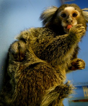 Cotton Eared Marmoset at Science Camp - information, care ...