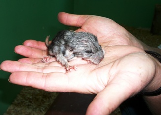 newborn chinchilla