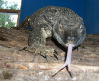 Black throated monitor tongue