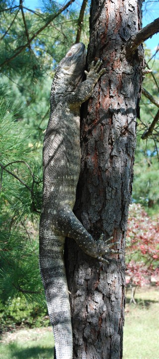 black throated monitor climbing a tree