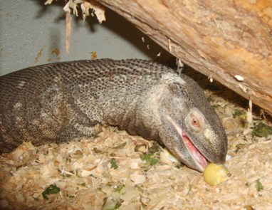 black throated monitor eating an egg