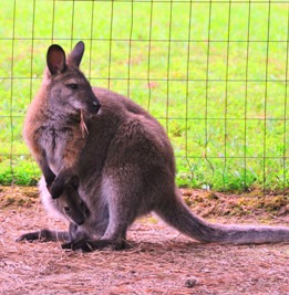 female Bennett's Wallaby with a baby in her pouch