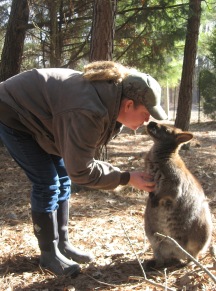 kissing a wallaby