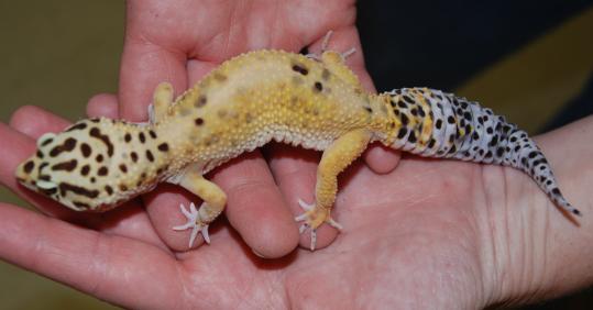 leopard gecko