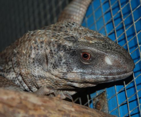 Black throated monitor head