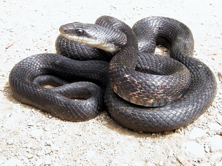 Black rat snake oklahoma