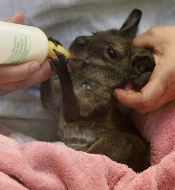 Bennett Wallaby